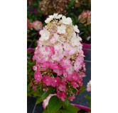 Hydrangea paniculata FramboisineÂ® 'Rensam' / Hortensia paniculÃ© FramboisineÂ® 'Rensam'