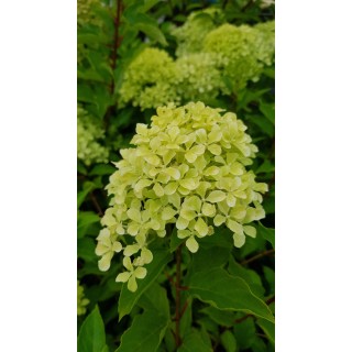 Hydrangea paniculata Romantic AceÂ® 'Renvagor' / Hortensia paniculÃ© Romantic AceÂ® 'Renvagor'