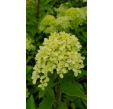 Hydrangea paniculata Romantic AceÂ® 'Renvagor' / Hortensia paniculÃ© Romantic AceÂ® 'Renvagor'