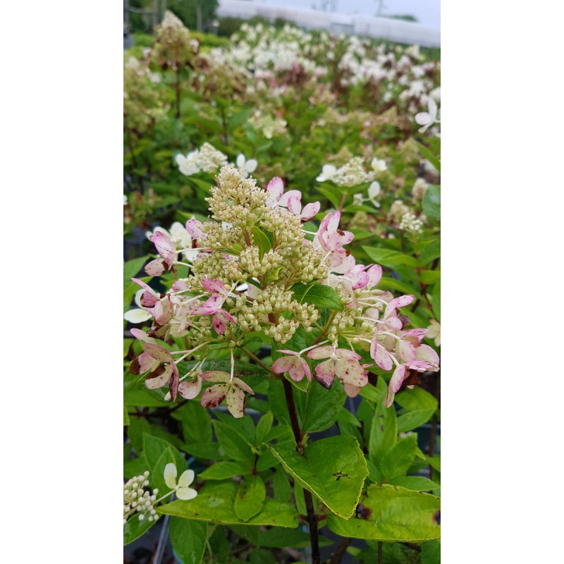 Hydrangea paniculata Pastel GreenÂ® 'Renxolor' / Hortensia paniculÃ© Pastel GreenÂ® 'Renxolor'