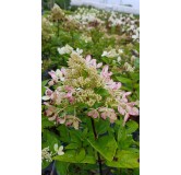 Hydrangea paniculata Pastel GreenÂ® 'Renxolor' / Hortensia paniculÃ© Pastel GreenÂ® 'Renxolor'