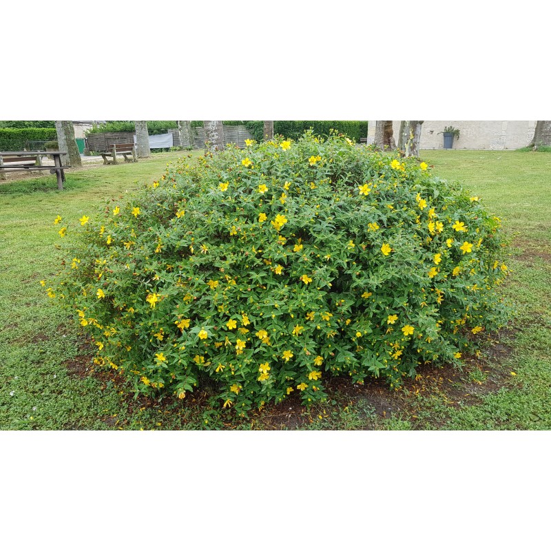 Hypericum (x) calycinum 'Hidcote' / Millepertuis arbustif 'Hidcote'