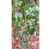 Ilex aquifolium 'Alaska' / Houx commun d'Alaska