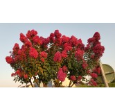 Lagerstroemia indica BRAISE D'Ã‰TÃ‰Â® 'Indybra' / Lilas des Indes BRAISE D'Ã‰TÃ‰Â® 'Indybra'