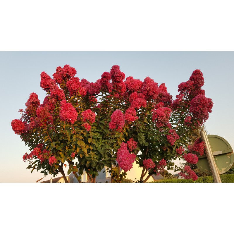 Lagerstroemia indica BRAISE D'Ã‰TÃ‰Â® 'Indybra' / Lilas des Indes BRAISE D'Ã‰TÃ‰Â® 'Indybra'