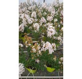 Lagerstroemia indica NEIGE D'Ã‰TÃ‰Â® / Lilas des Indes NEIGE D'Ã‰TÃ‰Â®