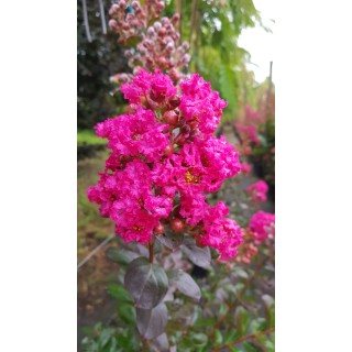 Lagerstroemia indica FUCHSIA D'Ã‰TÃ‰Â® 'Indyfus' / Lilas des Indes FUCHSIA D'Ã‰TÃ‰Â® 'Indyfus'