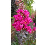 Lagerstroemia indica FUCHSIA D'Ã‰TÃ‰Â® 'Indyfus' / Lilas des Indes FUCHSIA D'Ã‰TÃ‰Â® 'Indyfus'