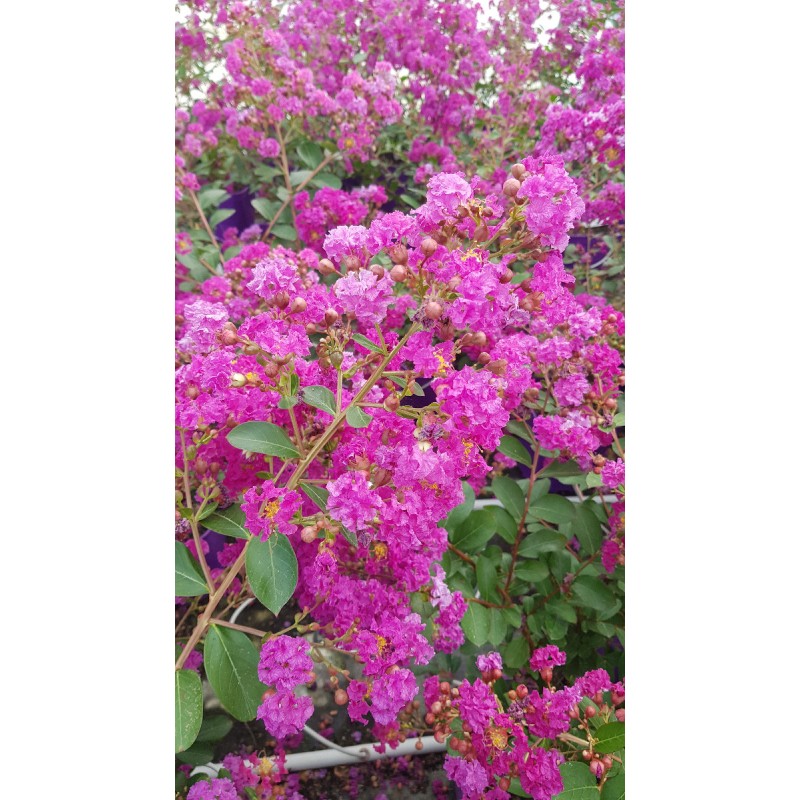 Lagerstroemia indica VIOLET D'Ã‰TÃ‰Â® 'Indyvio' / Lilas des Indes VIOLET D'Ã‰TÃ‰Â® 'Indyvio'