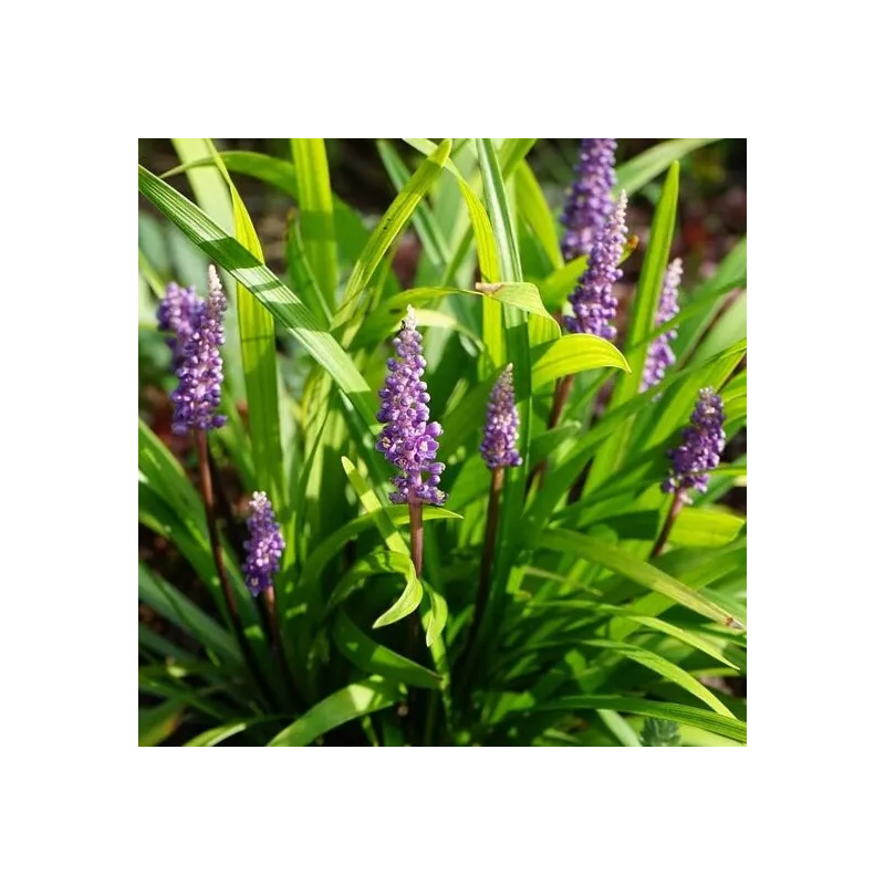 Liriope muscari Moneymaker - hauteur totale 30-40 cm - pot 2 ltr