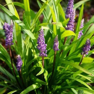 Liriope muscari Moneymaker - hauteur totale 30-40 cm - pot 2 ltr