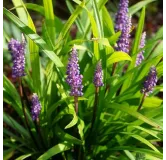 Liriope muscari Moneymaker - hauteur totale 30-40 cm - pot 2 ltr