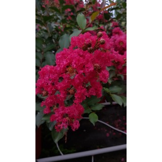 Lagerstroemia indica 'MaÃ¯tÃ© Red' / Lilas des Indes 'MaÃ¯tÃ© Red'