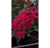 Lagerstroemia indica 'MaÃ¯tÃ© Red' / Lilas des Indes 'MaÃ¯tÃ© Red'