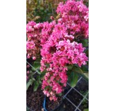 Lagerstroemia indica 'Berlingot Menthe' / Lilas des Indes 'Berlingot Menthe'