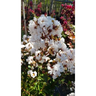 Lagerstroemia indica 'Alba' / Lilas des Indes Ã  fleurs blanches