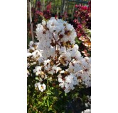 Lagerstroemia indica 'Alba' / Lilas des Indes Ã  fleurs blanches