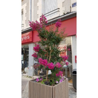 Lagerstroemia indica 'Rosea' / Lilas des Indes Ã  fleurs roses