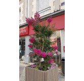 Lagerstroemia indica 'Rosea' / Lilas des Indes Ã  fleurs roses