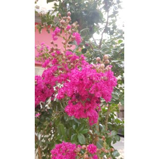 Lagerstroemia indica 'Rosea' / Lilas des Indes Ã  fleurs roses