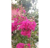 Lagerstroemia indica 'Rosea' / Lilas des Indes Ã  fleurs roses