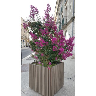 Lagerstroemia indica 'Violacea' / Lilas des Indes Ã  fleurs violettes