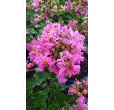 Lagerstroemia indica 'Bonbon rose' / Lilas des Indes 'Bonbon rose'