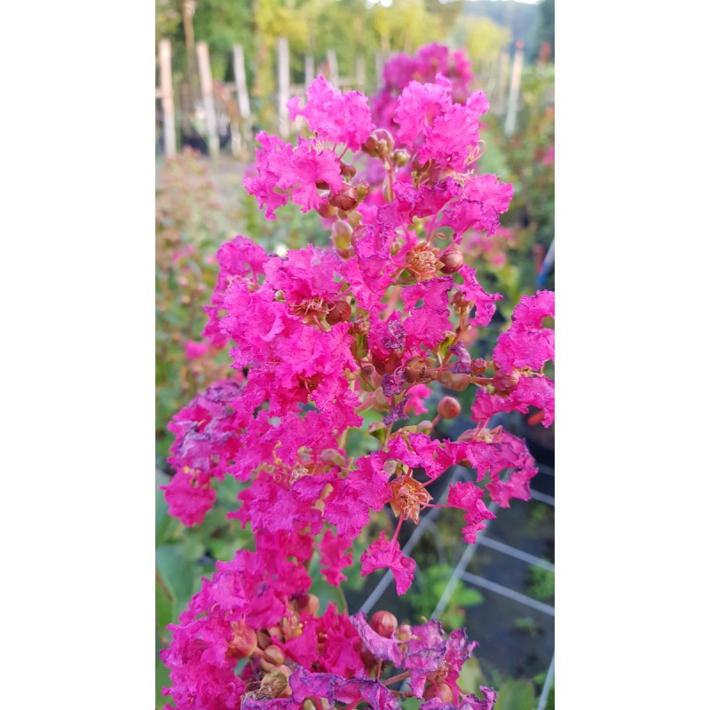 Lagerstroemia indica 'Dragibus rose' / Lilas des Indes 'Dragibus rose'