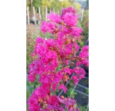 Lagerstroemia indica 'Dragibus rose' / Lilas des Indes 'Dragibus rose'