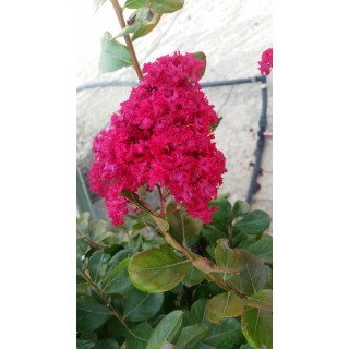 Lagerstroemia indica 'Dragibus rouge' / Lilas des Indes 'Dragibus rouge'