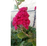 Lagerstroemia indica 'Dragibus rouge' / Lilas des Indes 'Dragibus rouge'