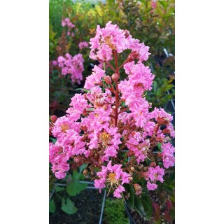 Lagerstroemia indica x fauriei 'Sioux' / Lilas des Indes 'Sioux'