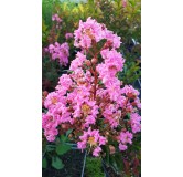 Lagerstroemia indica x fauriei 'Sioux' / Lilas des Indes 'Sioux'