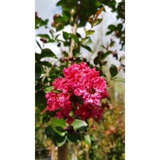 Lagerstroemia indica 'Red Imperator' / Lilas des Indes 'Red Imperator'