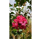 Lagerstroemia indica 'Red Imperator' / Lilas des Indes 'Red Imperator'