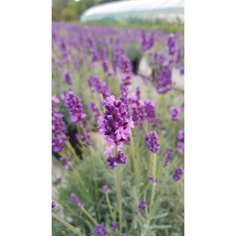 Lavandula angustifolia 'Anna'Â® / Lavande Vraie 'Anna'Â®