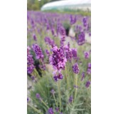 Lavandula angustifolia 'Anna'Â® / Lavande Vraie 'Anna'Â®