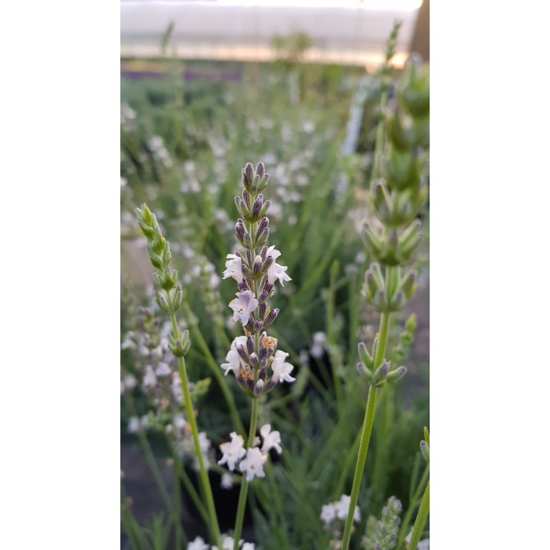 Lavandula x intermedia 'Edelweiss' / Lavandin Ã  fleurs blanches