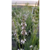 Lavandula x intermedia 'Edelweiss' / Lavandin Ã  fleurs blanches