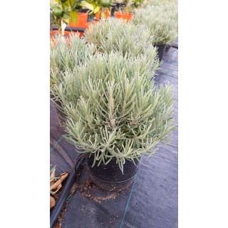 Lavandula angustifolia 'Munstead' / Lavande Vraie 'Munstead'