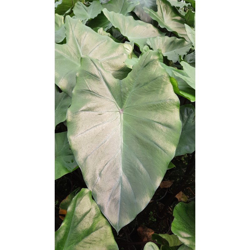 Colocasia fontanesii 'Black Stem' / Oreille d'Ã©lÃ©phant gÃ©ante noir