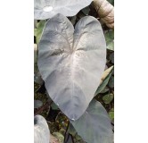 Colocasia esculenta 'Painted Black Gecko'Â® / Oreille d'Ã©lÃ©phant gÃ©ante noir au coeur violet