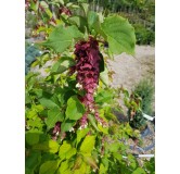 Leycesteria formosa 'Purple Rain' / Arbre aux Faisans 'Purple Rain'