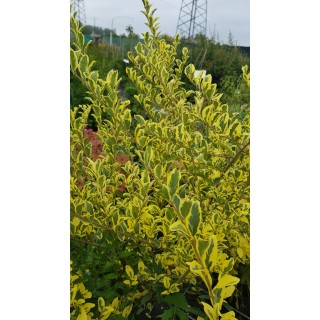 Ligustrum ibota MUSLIÂ® 'Muster' / TroÃ¨ne Ã  petites feuilles panachÃ©es