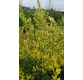 Ligustrum ibota MUSLIÂ® 'Muster' / TroÃ¨ne Ã  petites feuilles panachÃ©es