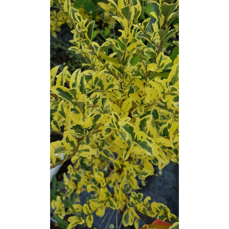 Ligustrum ibota MUSLIÂ® 'Muster' / TroÃ¨ne Ã  petites feuilles panachÃ©es