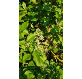 Ligustrum ovalifolium / TroÃ¨ne de Californie