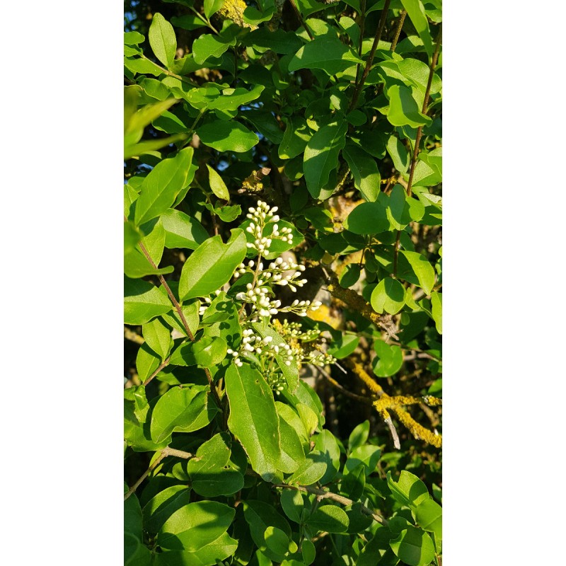 Ligustrum ovalifolium / TroÃ¨ne de Californie