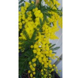 Acacia dealbata 'Gaulois Astier' (de Bouture) / Mimosa des fleuristes