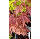 Acer palmatum 'Atropurpureum' / Erable du Japon pourpre